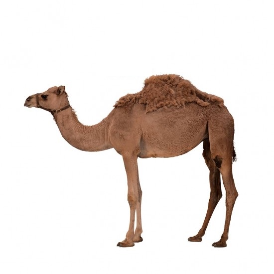 Local camel 