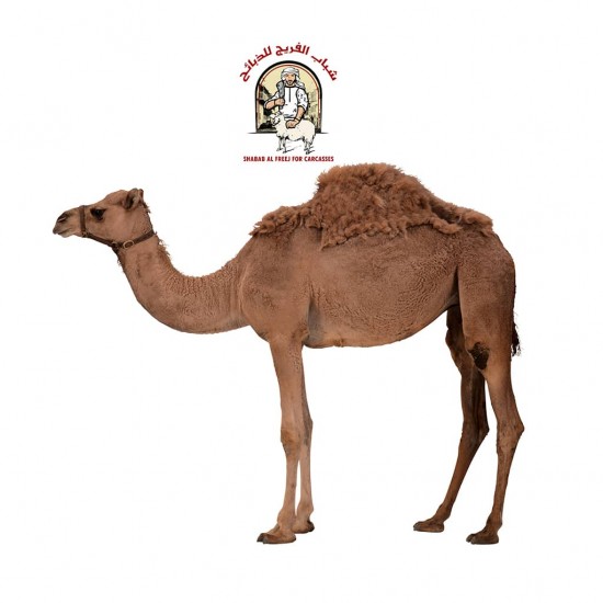 Local camel Local camel