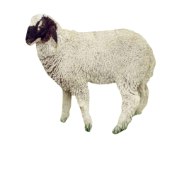 KASHMEERY Sheep