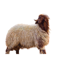 Naimi Sheep