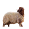 Naimi Sheep
