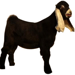 Indian Goat