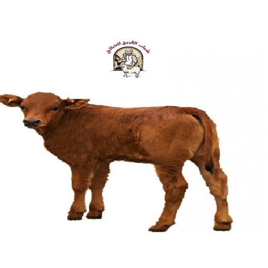 calf عجل calf عجل