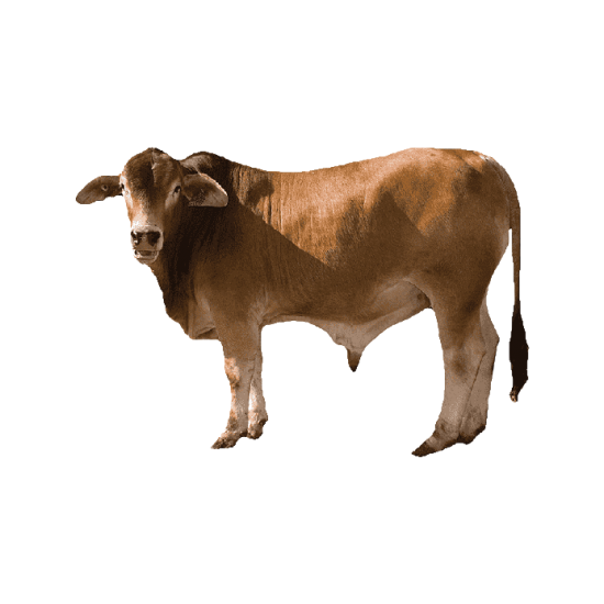 Local calf Local calf