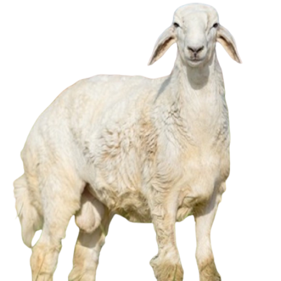 Free lamb